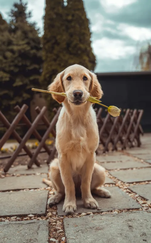 Balou, ein goldbrauner Hund im Grünen